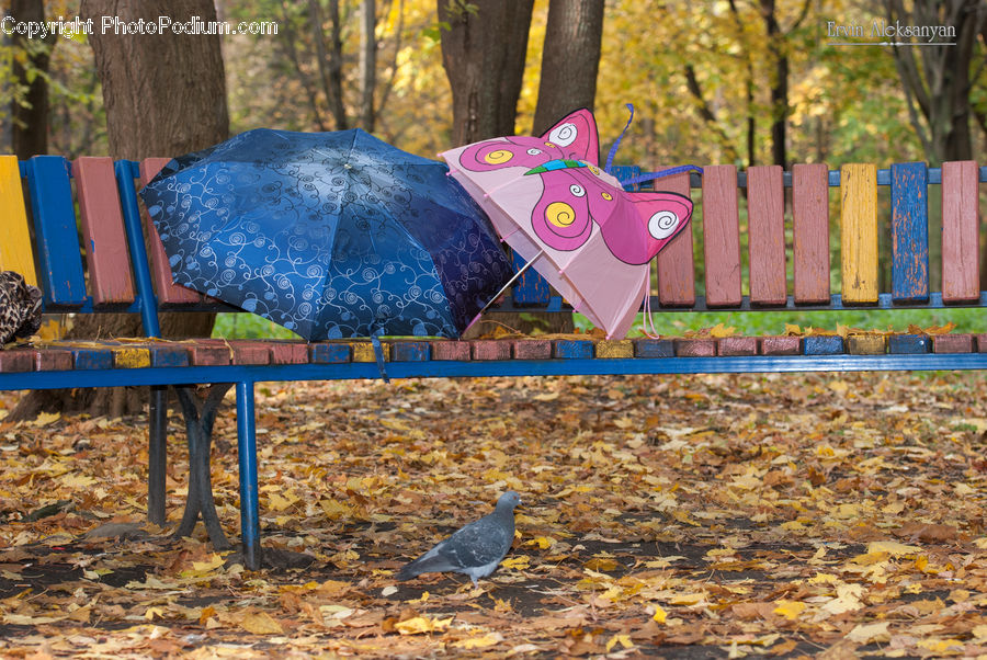 Bird, Pigeon, Playground, Bench, Furniture, Dove, Footwear