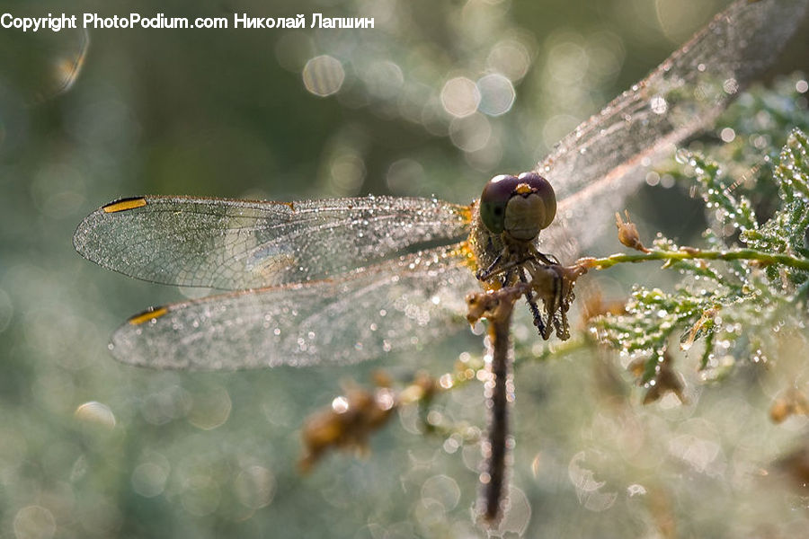 Anisoptera, Dragonfly, Insect, Invertebrate, Acorn, Plant, Seed