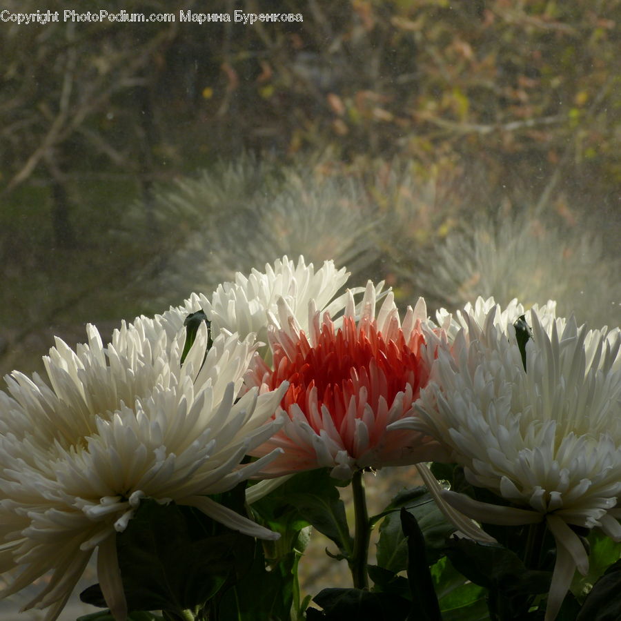 Blossom, Flower, Peony, Plant, Flora, Dahlia, Petal