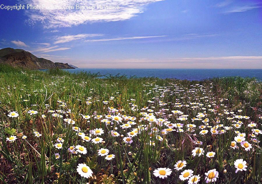 Blossom, Daffodil, Flora, Flower, Plant, Daisies, Daisy