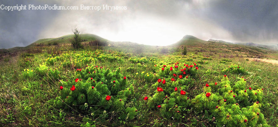 Outdoors, Plateau, Blossom, Flora, Flower, Plant, Poppy