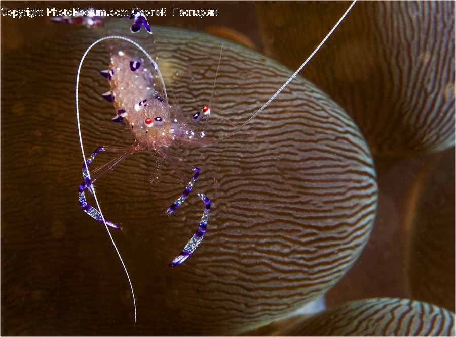 Fish, Sea Life