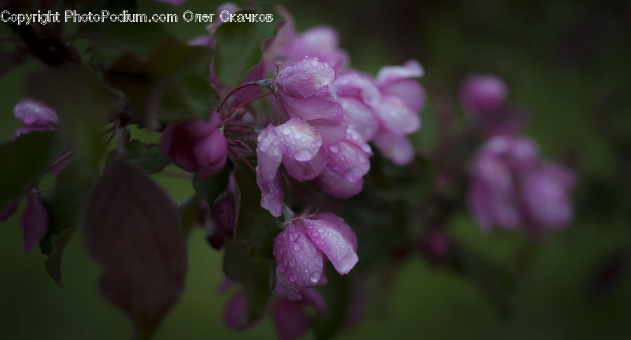 Blossom, Flora, Flower, Plant, Geranium, Cherry Blossom, Petal