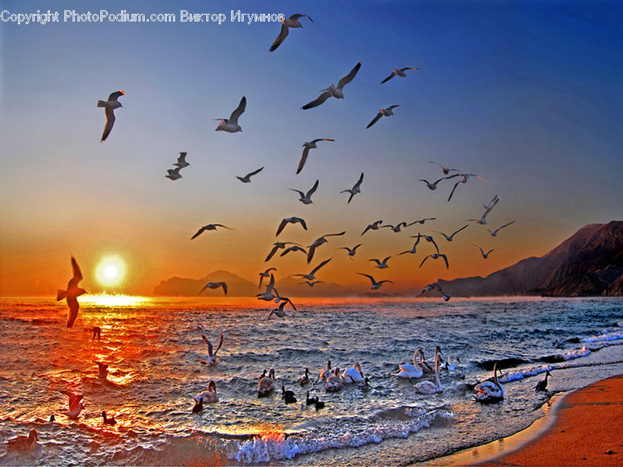 Beach, Coast, Outdoors, Sea, Water, Bird, Crane Bird