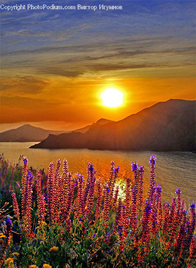 Blossom, Flora, Flower, Plant, Dawn, Dusk, Sky
