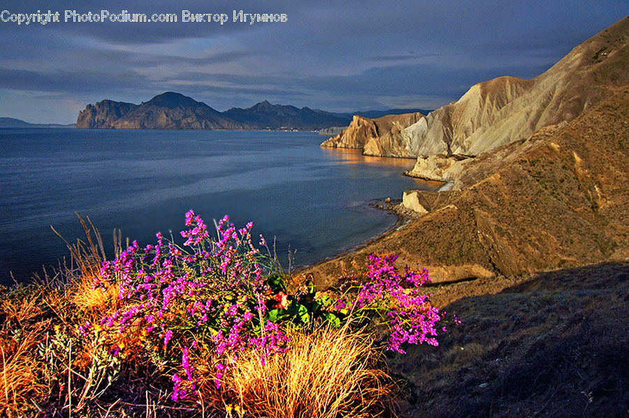 Promontory, Cliff, Outdoors, Plant, Potted Plant, Coast, Sea