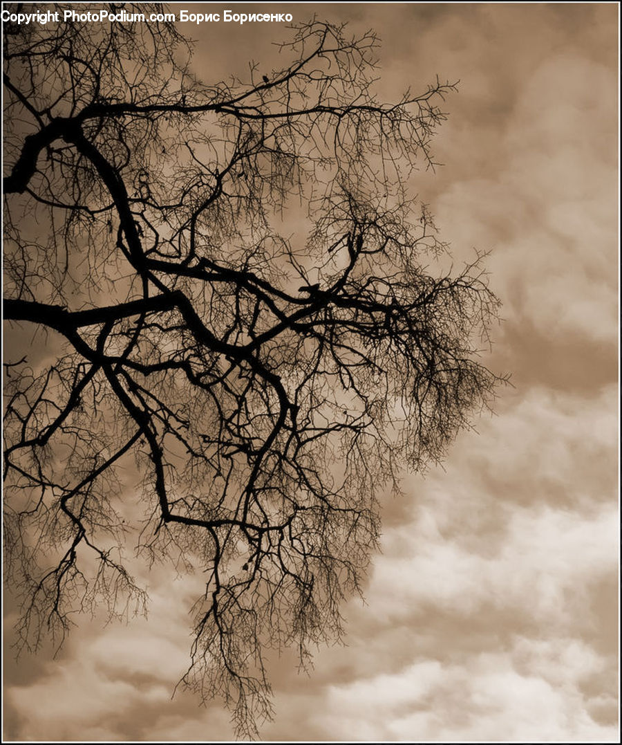 Oak, Tree, Wood, Plant, Conifer, Fir, Blossom