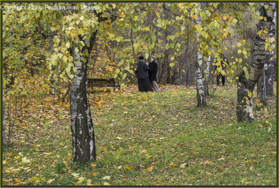 Paintball, Birch, Tree, Wood, Forest, Vegetation, Conifer