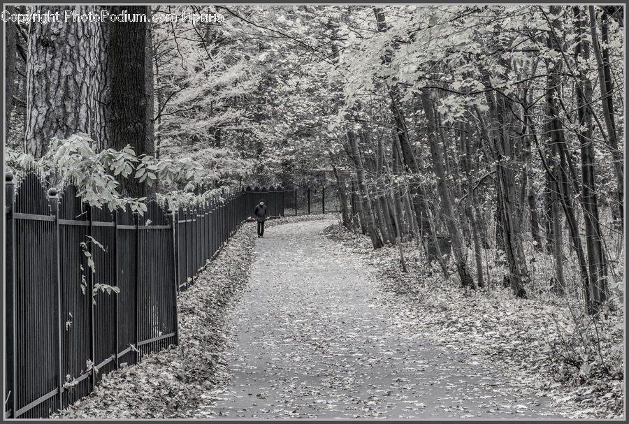 Path, Trail, Forest, Vegetation, Fir, Grove, Land