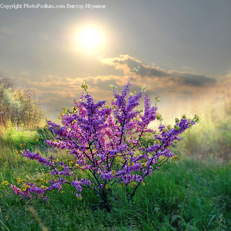Bush, Plant, Vegetation, Blossom, Flora, Flower, Lilac