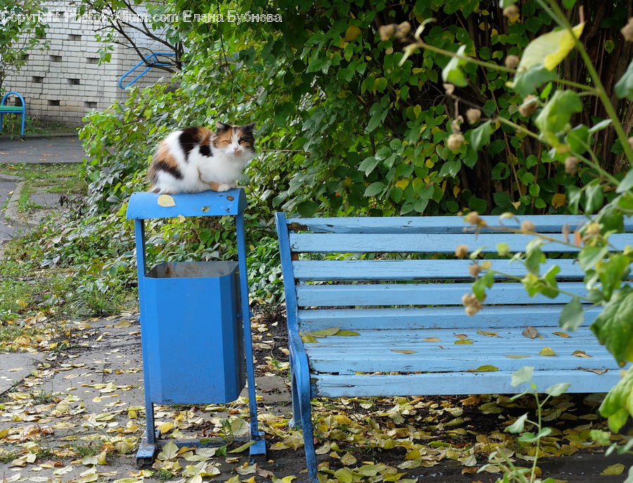 Bench, Animal, Soil, Outdoors, Pond, Water, Adorable