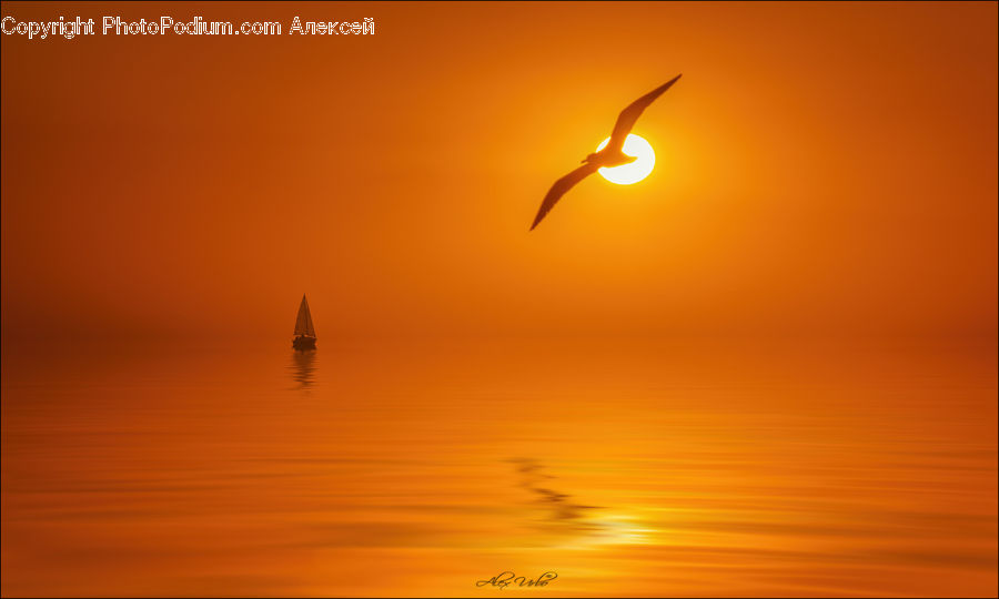 Silhouette, Bird, Crane Bird, Heron, Fire, Flame