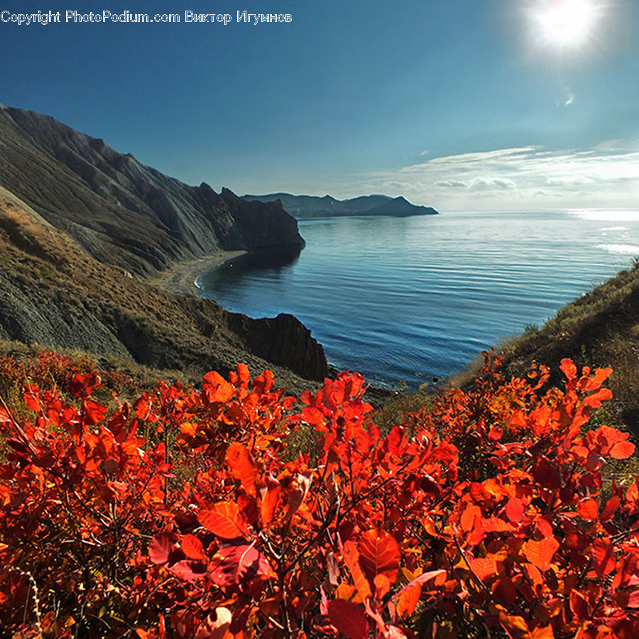 Promontory, Cliff, Outdoors, Maple, Tree, Wood, Coast