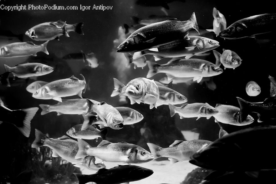 Aquarium, Aquatic, Sea Life, Water, Fish, Food, Seafood