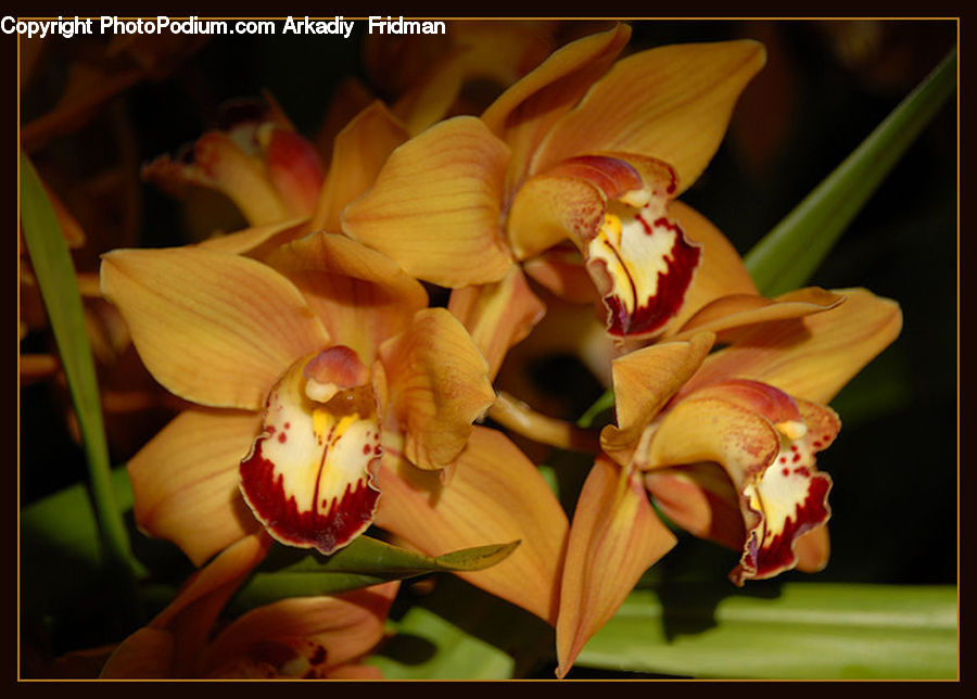 Flora, Flower, Gladiolus, Plant, People, Person, Human