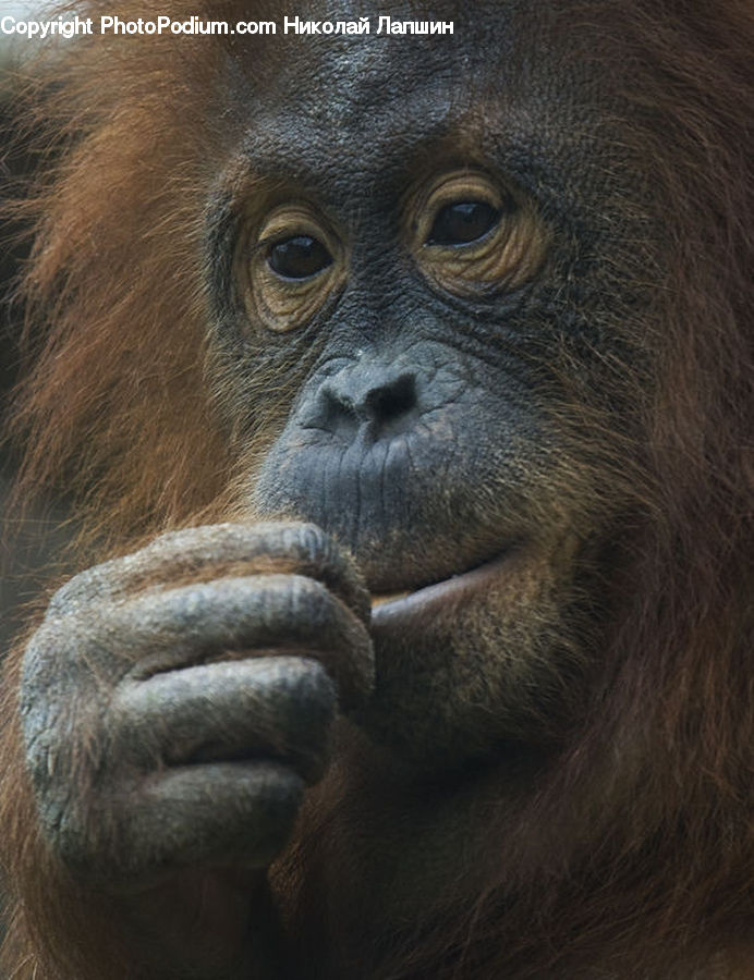Animal, Mammal, Monkey, Orangutan, Ape