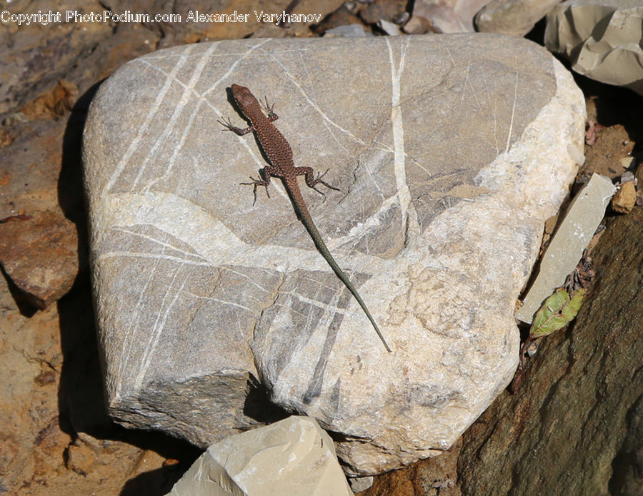 Lizard, Reptile, Rock