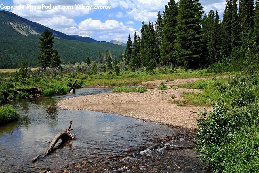 Outdoors, Wilderness, Fence, Hedge, Plant, Creek, River