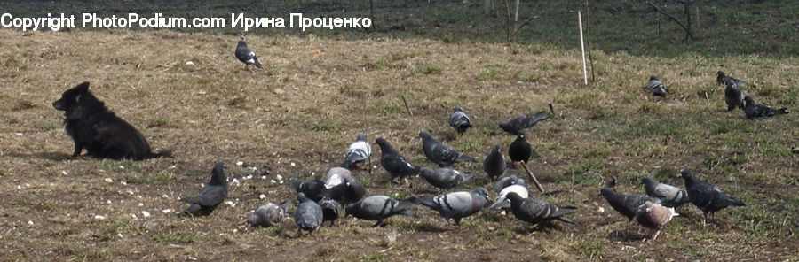 Bird, Pigeon, Poultry, Turkey Bird, Dove, Fowl, Animal
