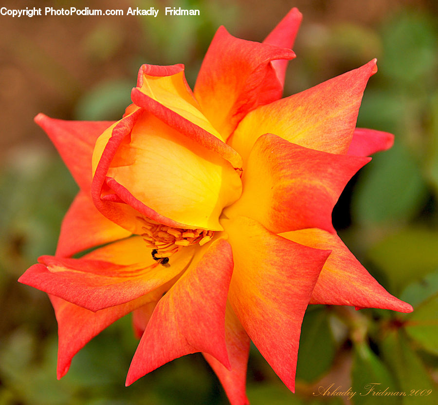 Flora, Flower, Gladiolus, Plant, Blossom, Aquilegia, Lily