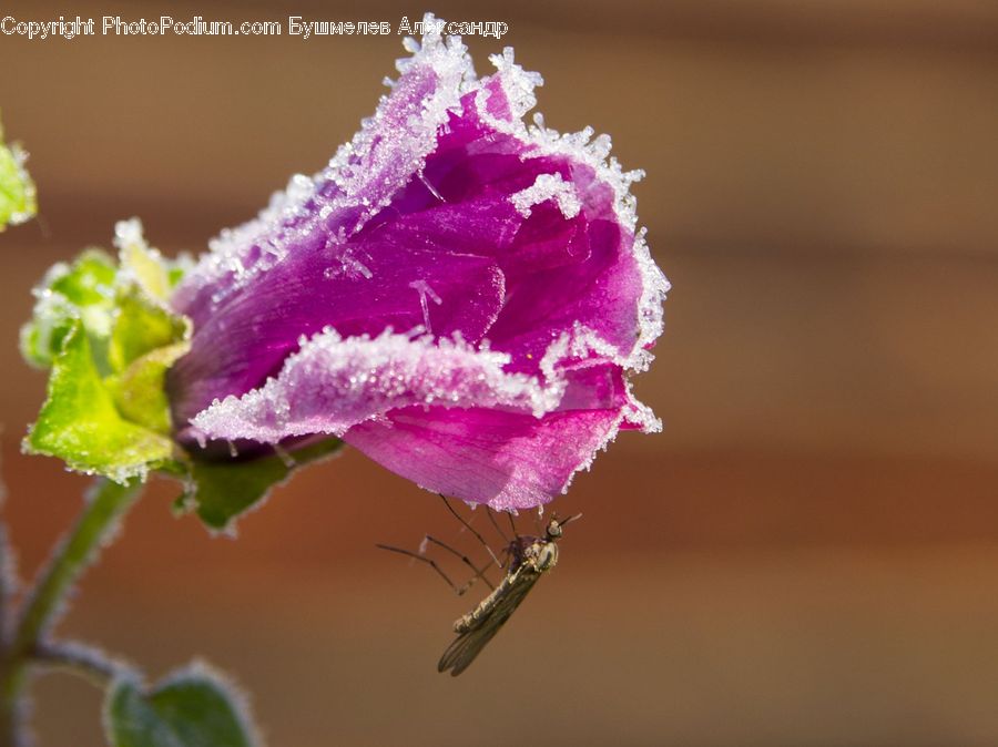 Blossom, Carnation, Flower, Plant, Flora, Geranium, Frost