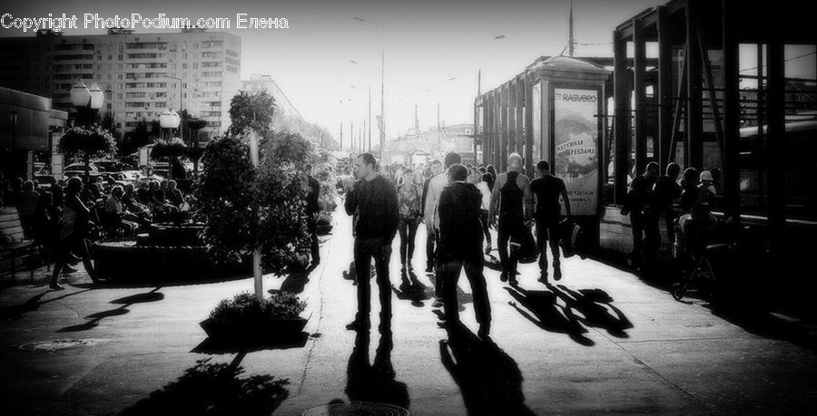 People, Person, Human, Plant, Tree, City, Downtown