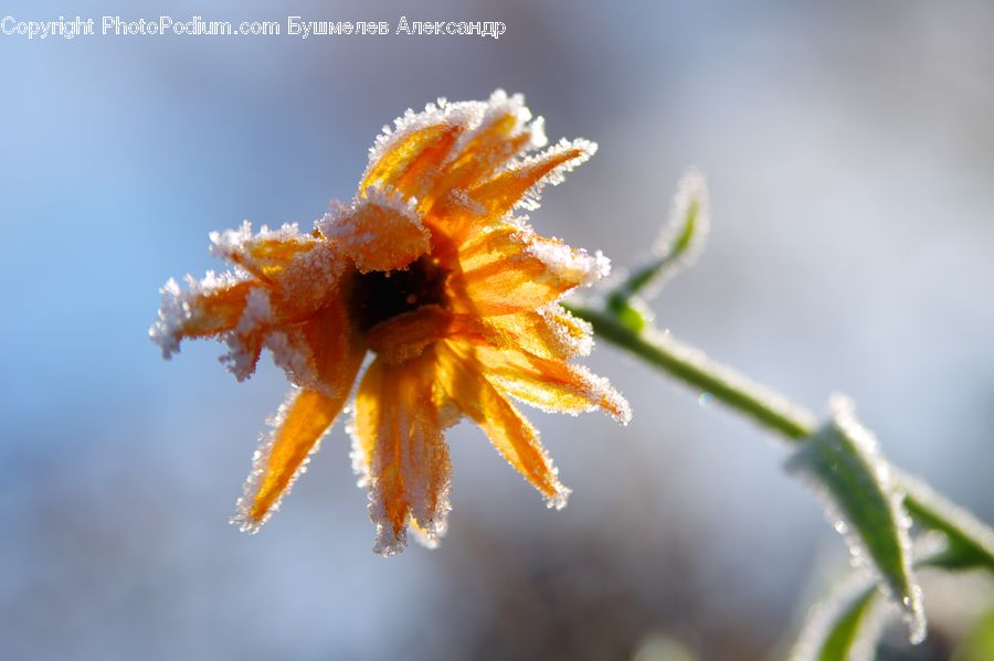 Frost, Ice, Outdoors, Snow, Blossom, Flora, Flower