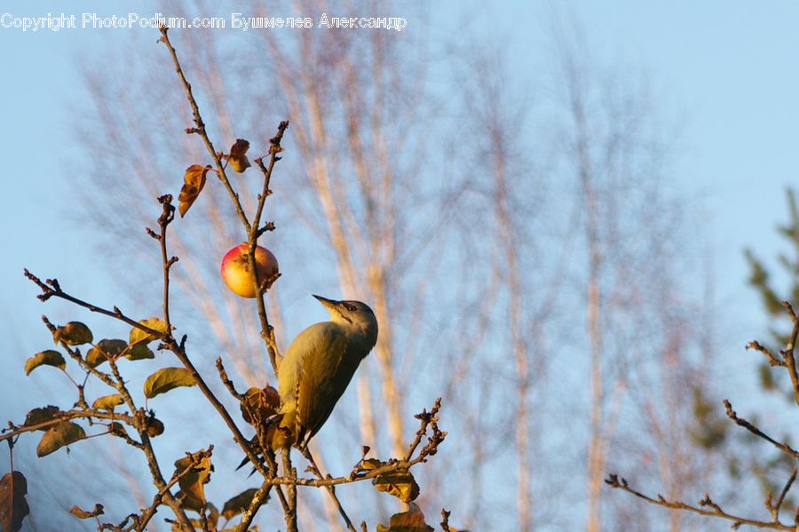 Bird, Blackbird, Ardeidae, Bee Eater, Flicker Bird, Woodpecker, Wren