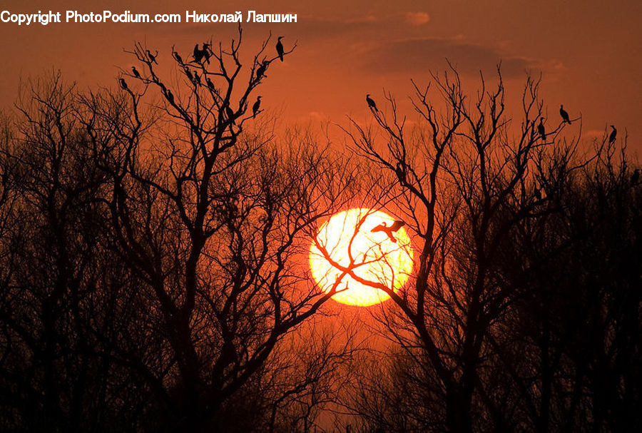 Dawn, Dusk, Red Sky, Sky, Sunrise, Sunset, Plant