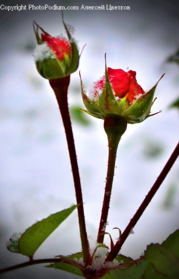 Bud, Plant, Blossom, Flora, Flower, Geranium, Flower Arrangement