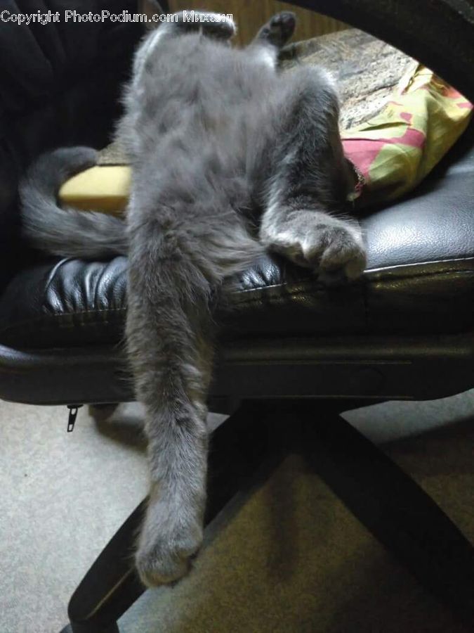 Couch, Furniture