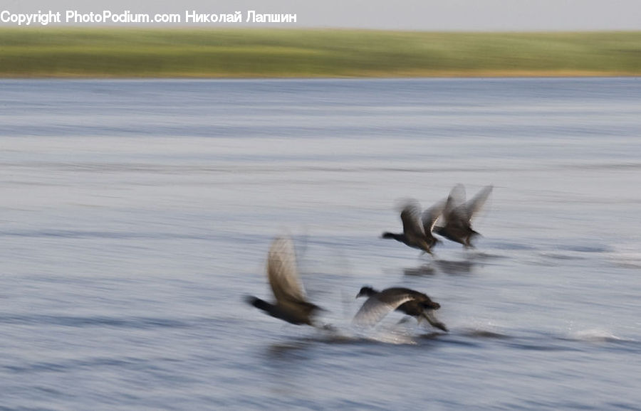 Bird, Waterfowl, Goose, Swallow, Kite Bird, Booby, Penguin