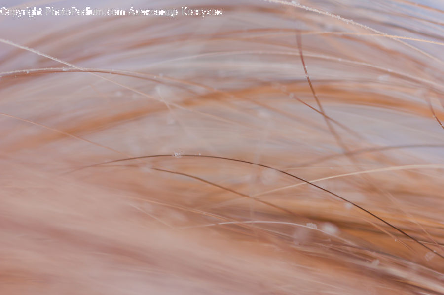 Field, Grass, Grassland, Plant, Grain, Wheat, Weed