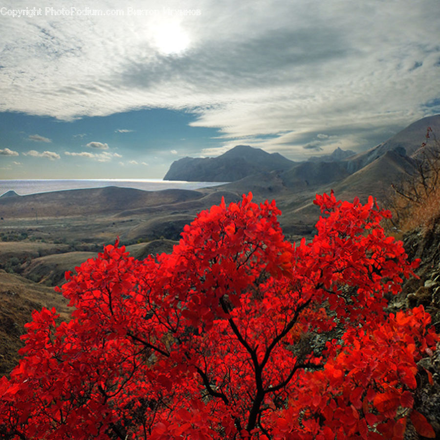 Maple, Tree, Wood, Bush, Plant, Vegetation, Blossom