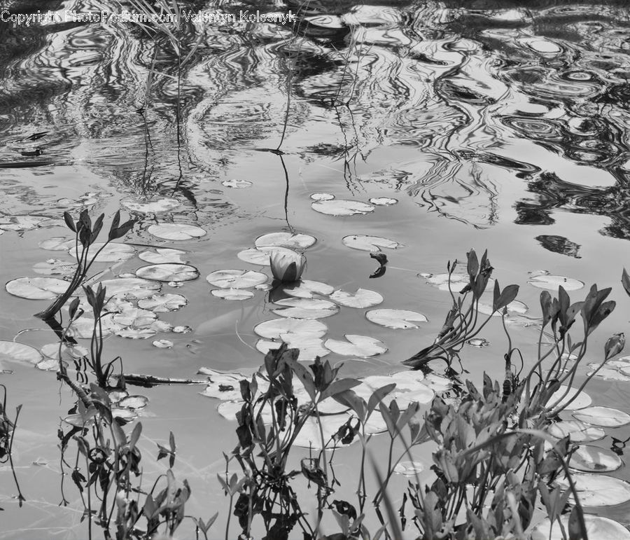Outdoors, Ripple, Water, Plant, Blossom, Flora, Flower