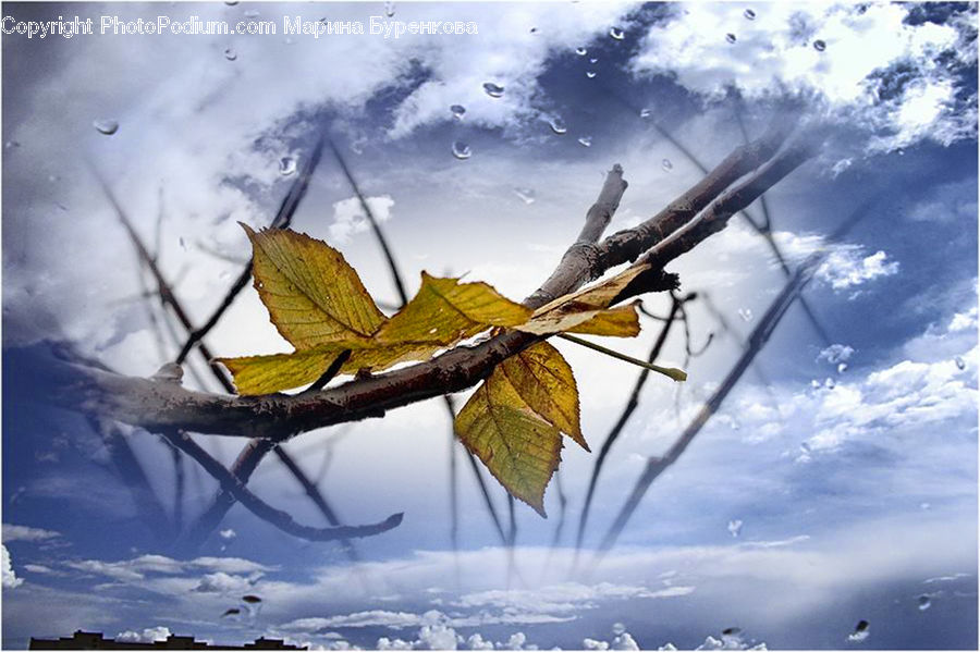 Leaf, Plant, Maple, Maple Leaf, Outdoors, Sea, Water