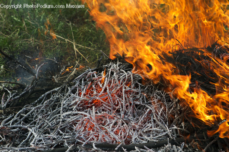 Fire, Flame, Conifer, Fir, Plant, Tree, Vegetation
