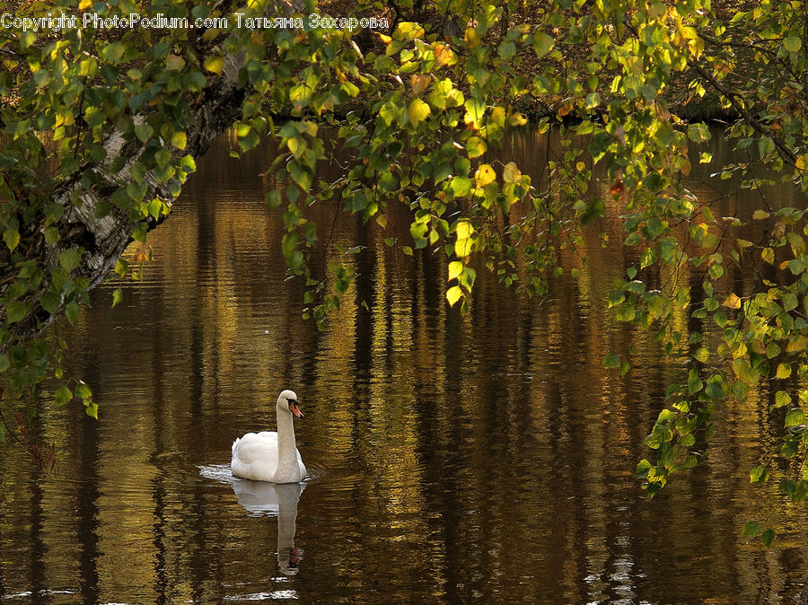 Bird, Goose, Waterfowl, Duck, Teal, Landscape, Nature