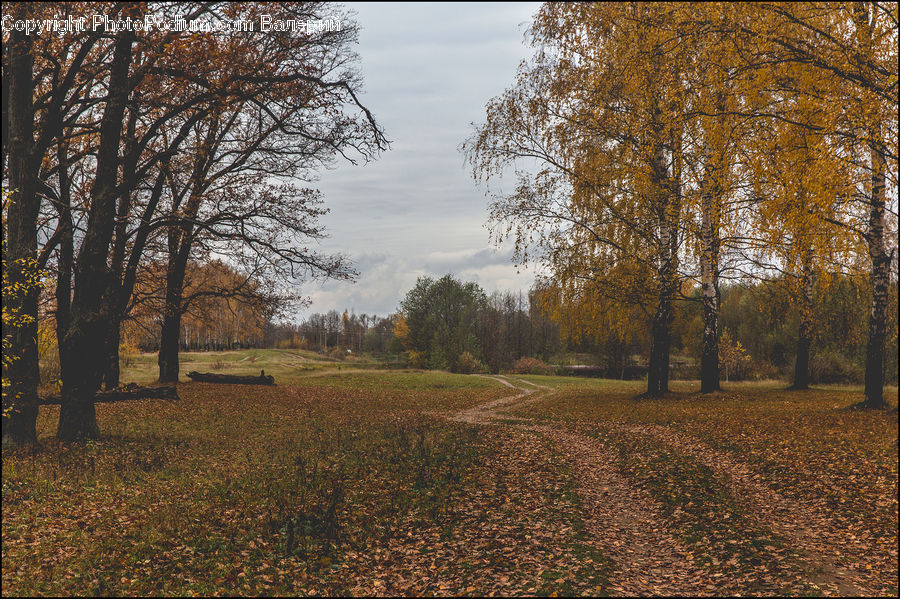 Dirt Road, Gravel, Road, Grassland, Mound, Plant, Tree