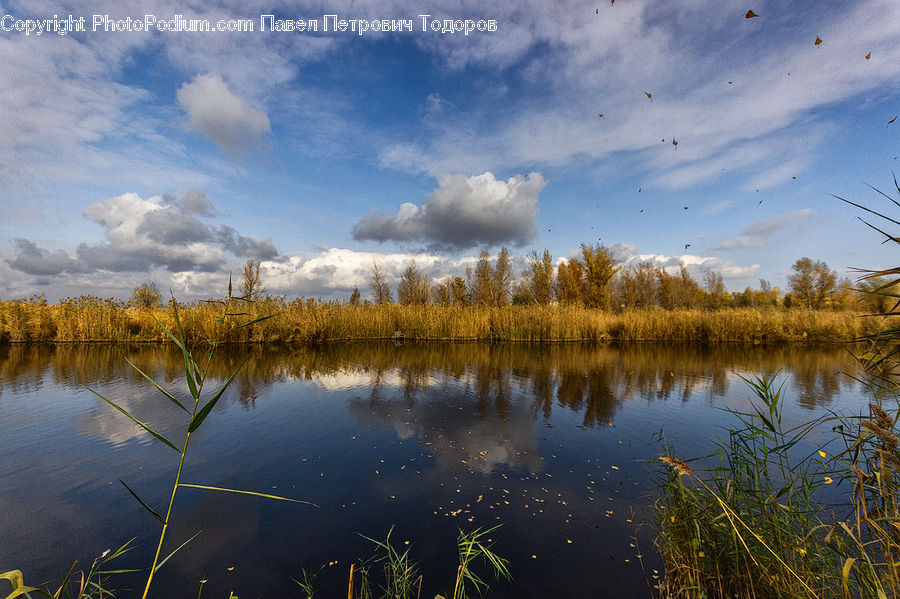 Land, Marsh, Pond, Swamp, Water, Lake, Outdoors