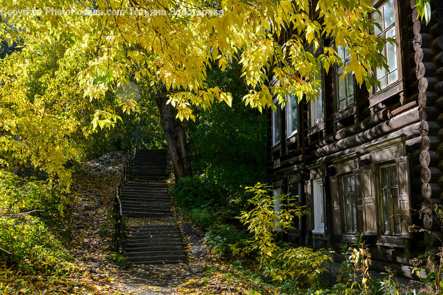 Ivy, Plant, Vine, Ruins, Architecture, Mansion, Conifer