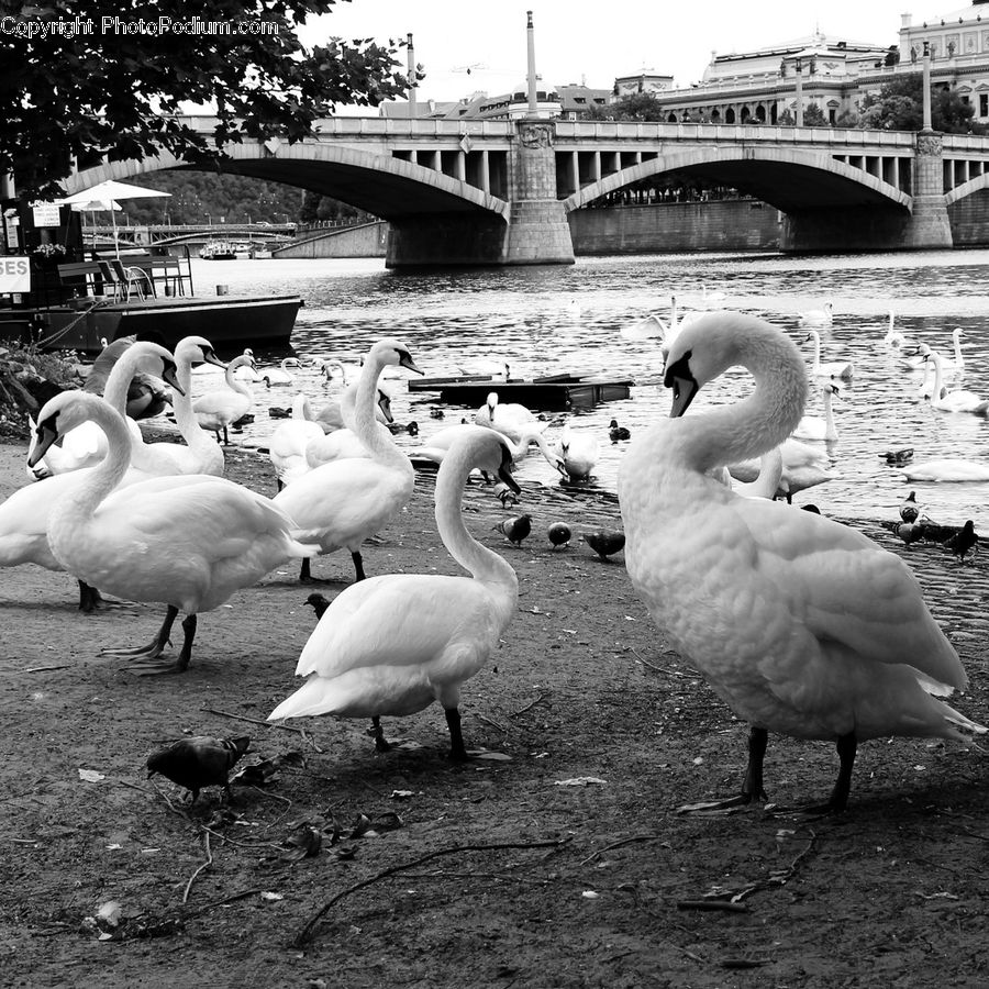 Bird, Waterfowl, Bridge, Flamingo, Flock, Arch, Beak