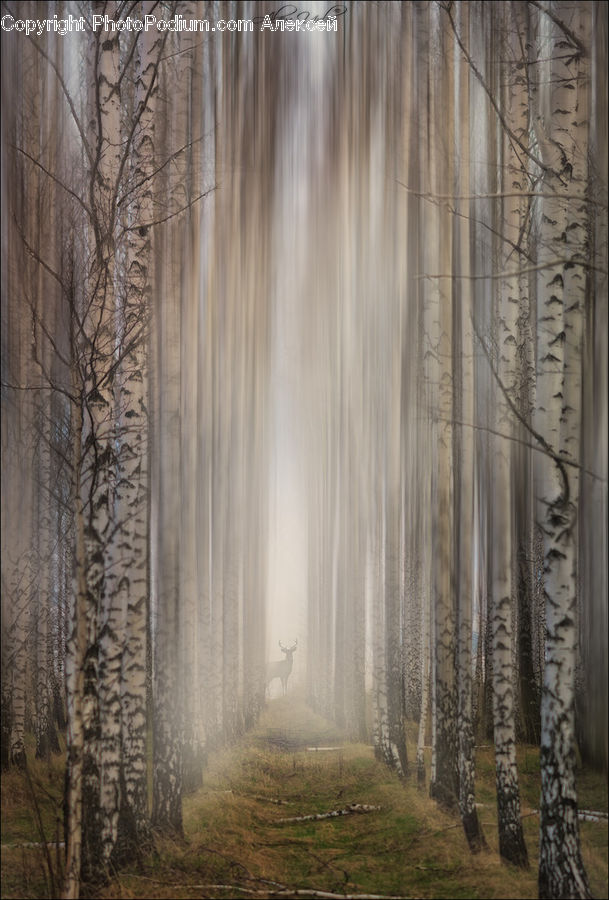 Birch, Tree, Wood, Fog, Mist, Outdoors, Forest