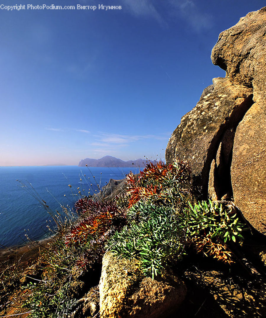 Coast, Outdoors, Sea, Water, Conifer, Fir, Plant