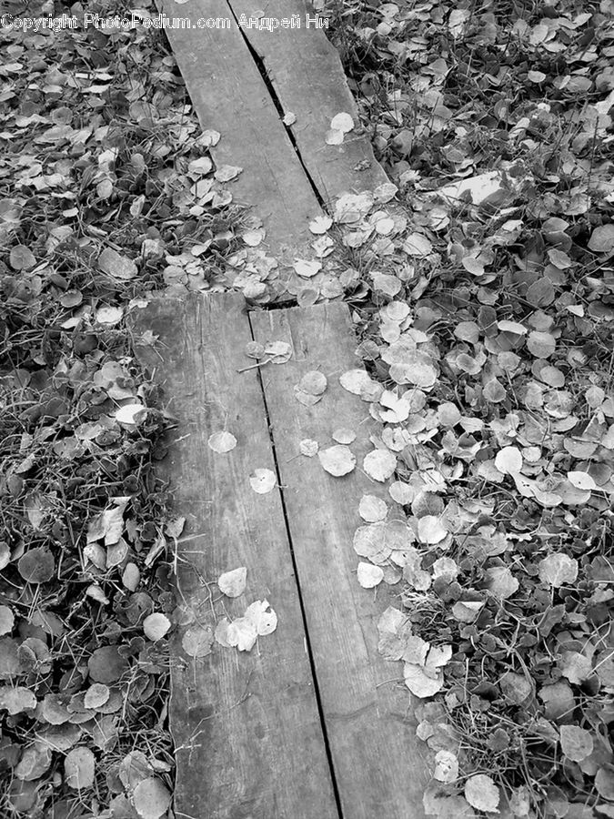 Ivy, Plant, Vine, Dirt Road, Gravel, Blossom, Flora