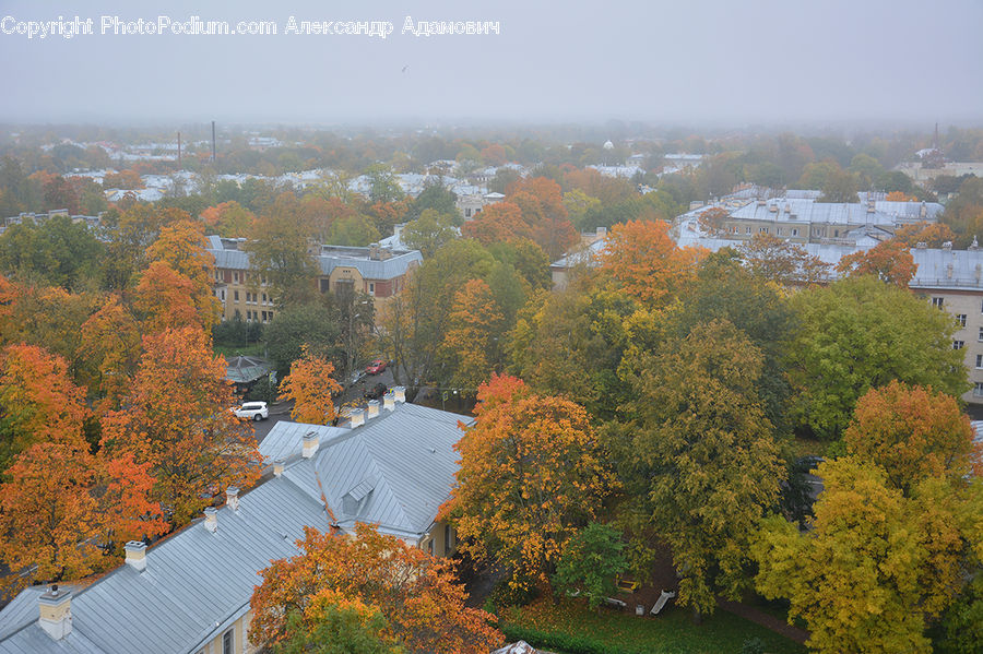 Aerial View, Building, Cottage, Housing, Conifer, Fir, Plant
