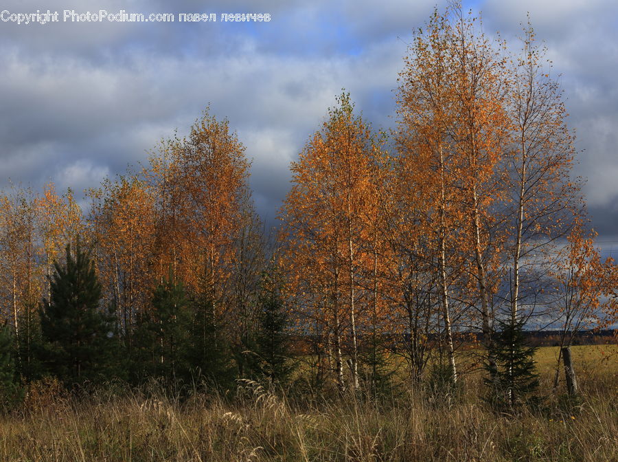 Conifer, Larch, Tree, Wood, Fir, Plant, Field