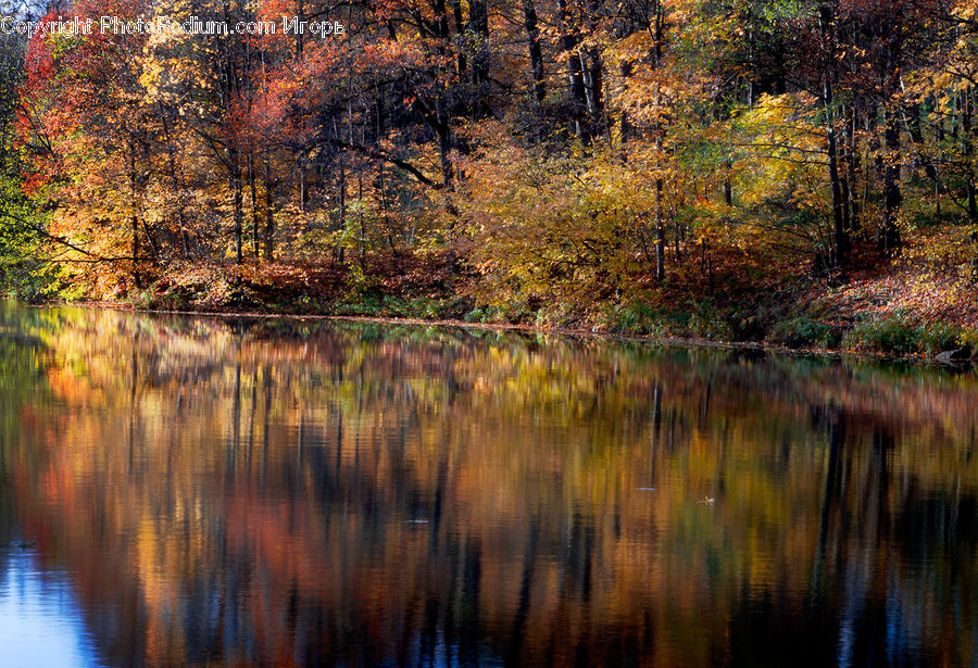 Land, Marsh, Pond, Swamp, Water, Outdoors, Field