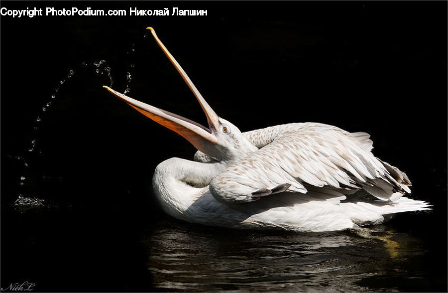 Bird, Pelican, Beak, Garlic, Plant, Crane Bird, Heron