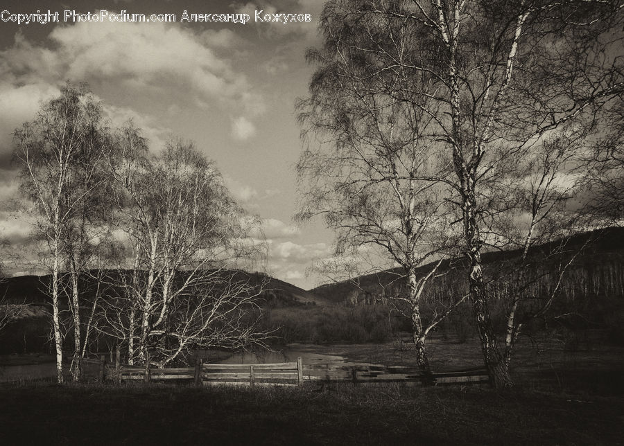 Plant, Tree, Birch, Wood, Countryside, Outdoors, Forest